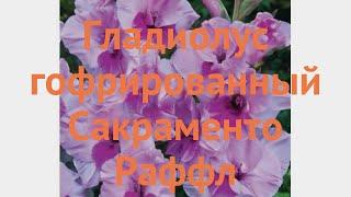 Гладиолус гофрированный Сакраменто Раффл  обзор: как сажать, луковицы гладиолуса Сакраменто Раффл