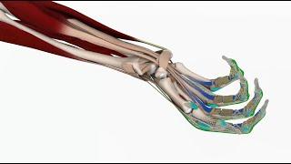 Real-time Functional Anatomy: Primal's New 3D Biomechanics Visualization Tool