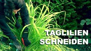 So schneidest du Taglilien im Sommer und Herbst | SONNEN-beet.de