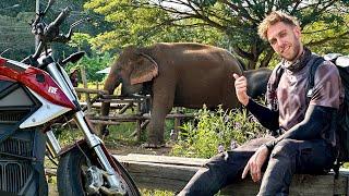 I found the Elephants in Thailand! 