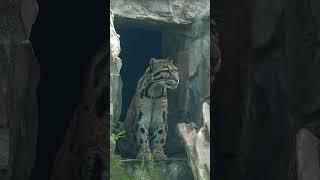 Leopard Clouded  #leopard #cloudedleopard #top #animals