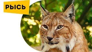 Lynx Best Video and facts wildcat Bobcat, wild animals, big cat, lynx, wild cat