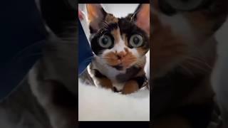 Kiss Kiss Cat V7 #cat #kisscat