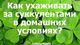 Как ухаживать за суккулентами в домашних условиях?