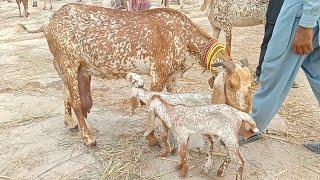 baccho wali bakriyan madrasa bakra Mandi latest update Ajmal TV Hasilpur 03086171529