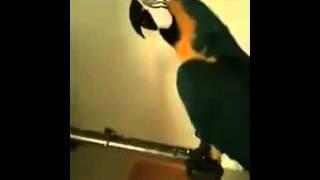 look at Parrot.mp4