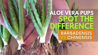 How To Spot The Difference Between Aloe vera Barbadensis and Chinensis Pups