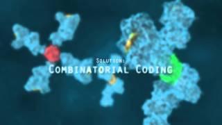 Combinatorial Coding - Sanquin - Cortical Studios | MoA Animation