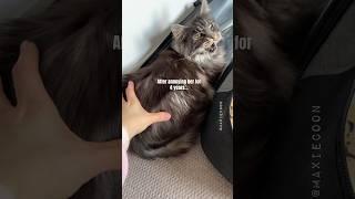 Chirpy Floof  Spicy Surprise At The End  #catsounds #mainecoon