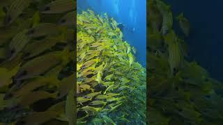 Underwater life #shorts #viralshorts #wildlife