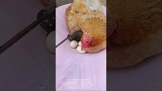 Hen and eggs: a hilarious farm animal moment