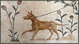 Do Roman dog breeds still exist?