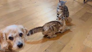 Cats pounce and play and run on their cat wheel!
