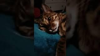 Dreamer kitty