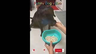 New funny Animail dog video part 3 #shorts