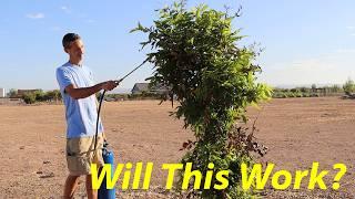 Will This Save our Pecan Trees? | Foliar Feeding Zinc