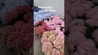 Квіти від Floriste Opt з усього світу  093/096 2872828