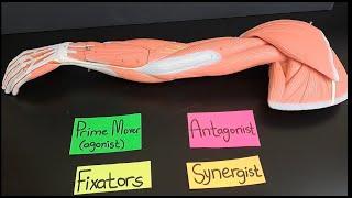 Functions of Agonists (Prime movers), Antagonists, Fixators and Synergists