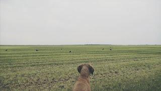 NL Jaagt Aflevering 10 wildreddend maaien, kraaienjacht en zelf hoogzit bouwen