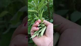 Harvest happiness #Clusterbeans #harvesttime #homegrown #gardeninglife #shorts #youtubeshorts