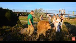 РОСКОШНОЕ ВИДЕО! Лев-вожак пришел к туристам ! The lion-leader came to the tourists !