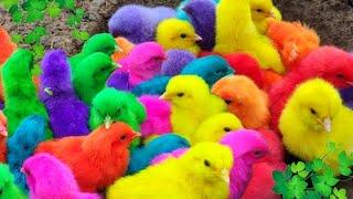 Fangen Sie süße Hühner, bunte Hühner, Regenbogenhühner, Enten, Gänse, Zierfische, Kampffische