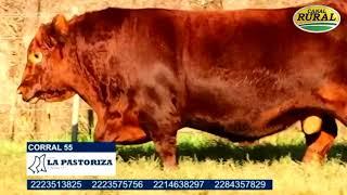 SE VENDIÓ 90% DE UN TORO ANGUS A 132 MILLONES DE PESOS