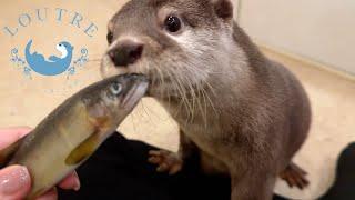 Otter Too Afraid To Eat Fish?!