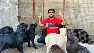 Gabru silk 5th month evening diet plan || Evening routine at kennel|| All dogs diet & care || #love