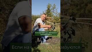 Как укоренить полулежащие саженцы и не ошибиться? #саженцы #сад #садоводство #советысадоводам