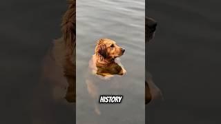 Why Dogs Go Crazy for Swimming!  #dogs #aww #dogslivesmatter