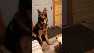 Sammy the wonder dog he really don't think he is a dog