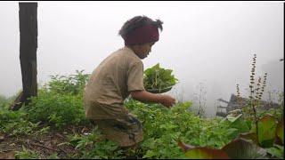 Collecting and cooking technology of green vegetables in village ||  Village life