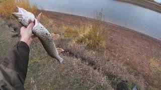 Осенняя ловля щуки и крупных окуней. Ловили на воблер и отводной поводок. Ринафиш