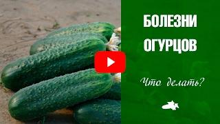 Болезни огурцов и их лечение Советы от эксперта