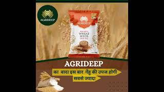 Agrideep Wheat seeds | IMA - 432