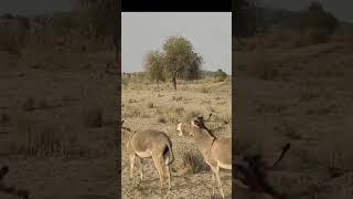 Donkey Mating #donkey