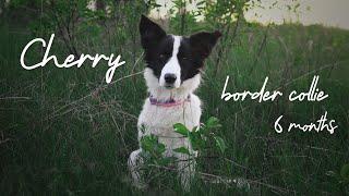 Cherry Border Collie - 6 months [tricks]