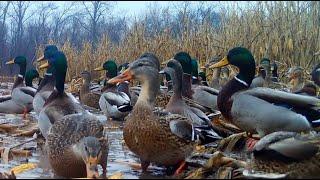 THOUSANDS OF DUCKS SWARM FLOODED CORNFIELD, GREEN HEADS, BLACK DUCKS, GREEN WINGS, POLISH MALLARDS