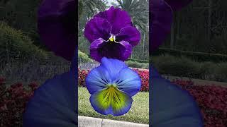 January Flowers