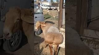 YES, these animals exist!🫢 Caption this. #kimkardashianofthesheep #centralasia