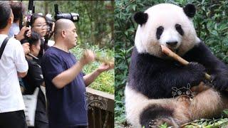 6.21爷爷喊“果赖”，花花就元气满满的来啦，双手抱笋端端正正坐着，就连天天近距离接触的赵奶爸都忍不住“咔咔”拍摄