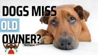 Do Dogs Miss their Previous Owners?  