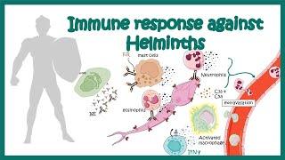 Immune response against worms (helminths)