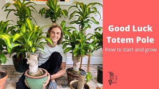 Good Luck Totem Pole Growing Guide - Brazilian Wood Plant - Dracaena fragrans