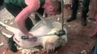 Shearing Black Isle 2011 (Ewan Mackay)