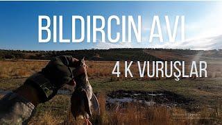 YENİ SEZON BILDIRCIN AVI ( 2024-2025 ) 4K AĞIR ÇEKİM  MUHTEŞEM VURUŞLAR