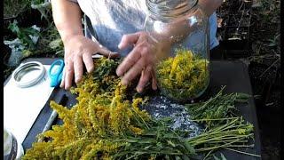 Harvesting and Making Goldenrod Tincture