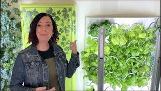 Growing Hydroponic Lettuce in the iHarvest