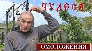 ЧУДО ОМОЛОЖЕНИЯ Он начал РАСТИ На ЛЫсине выросла ШЕВЕЛЮРА Курджиново КЧР Лабинск Кавказ Псебай